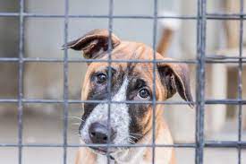 This allows your pet to gently, slowly relax, and fall asleep in about five to 20 minutes. Home Richmond Ruff House