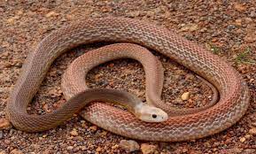 Coastal Taipan Reptile Wrangler Reptiles Y Anfibios Ofidios Serpientes