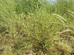 Image result for Eriosema chrysadenium