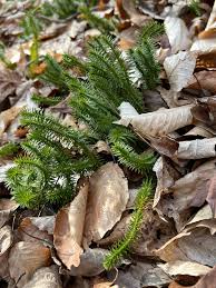 Image result for Huperzia gnidioides