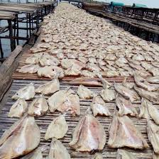 Resepi masakan daripada kakak saya. Ikan Asijnbadar Pasir Ikan Asin Belah Ikan Asin Palu Palu Arenatani Digital Indonesia