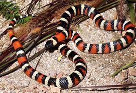 Pin On Snakes Constricting
