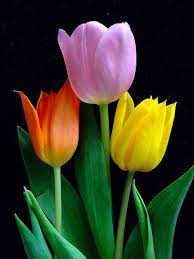 Pin On Tulipani