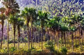 Potential problems roots of palm trees can cause when planted in the ground Where Do Palm Trees Grow And Why Does It Matter Kew