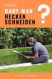 In dieser zeit hat sich der erste jahrestrieb der gehölze gebildet und der zweite steht kurz bevor. Wann Darf Man Hecken Schneiden Hecke Hecke Schneiden Pflanzen