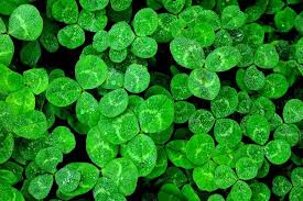 They can vary in number but you are most likly to find them with three leaves (four if you're lucky). Shamrock 101 How Many Leaves Different Than Clover Garden Design