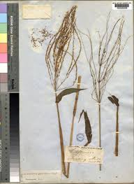 Image result for Alloteropsis