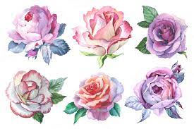 Watercolor Roses Png Romantic Set Watercolor Rose French Images Watercolor