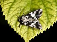 Image result for Hadena compta