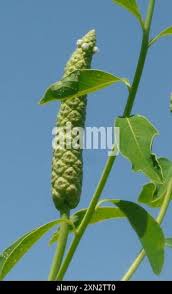 Image result for Sphenoclea