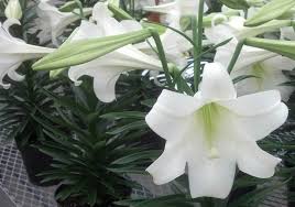 For a longer full day kind of ride, check out the shoreline trail. Got Easter Flowers Keep Them Blooming For Years To Come In Western New York Buffalo Niagaragardening Com