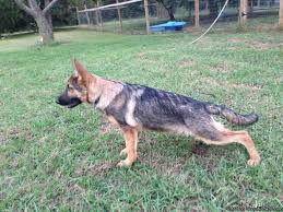 German shepherd puppies in florida spoiled and gentle with children, started crate/house trained, all import lines good heath vol co goggin. Akc German Shepherd Puppy 16 Weeks Old For Sale In Glendon North Carolina Classified Americanlisted Com