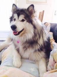 Alaskan Malamute Dog Breed Information Popular Pictures Pretty Dogs Cute Animals Malamute Dog