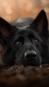 German Shepherd Black Pet Dog 4k Ultra Hd Mobile Wallpaper Germanshepherd Black Dog German Shepherd Dogs Black German Shepherd