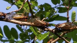 The dissection by cicada swarm, released 28 february 2021 1. After 17 Years Of Hiding Large Swarm Of Brood X Cicadas Expected To Emerge Cbs News