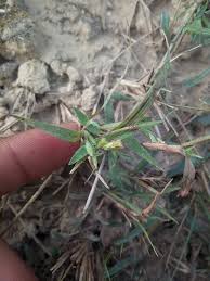 Image result for Tetrapogon tenellus