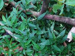 Image result for Oplismenus hirtellus