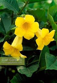 Image result for Allamanda schottii