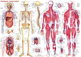 .the past days i've been working on my anatomy knowledge in the torso region, including a little bit in total there are 5 images on which i tried to make out the muscle shapes using muscle charts of the. Buy Human Anatomy Chart Chart Map Shop