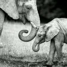 Beautiful Black And White Elephant Pictures Black And White Elephant Photography Animals Beautiful Animals