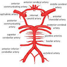 At the level of the superior margin of the thyroid cartilage (c4), the carotid arteries split into the external and internal carotid arteries. Abnormalities Of The Head And Neck Arteries Cerebrovascular Abnormalities Children S Wisconsin