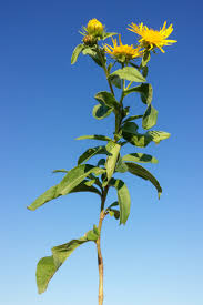 Image result for Inhambanella