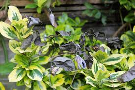 We did not find results for: Clematis Wilt A Common Fungal Disease