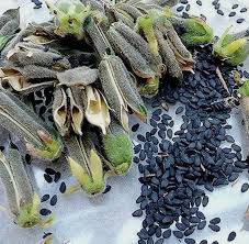 Image result for Sesamum