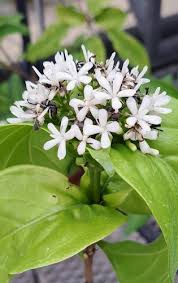 Image result for Tarenna junodii