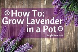 How To Grow Lavender In A Pot Growing Lavender Lavender Plant Potted Lavender