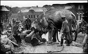 Wwi technical reference table in world war i were used three class of poison gas: An Elephant Who Helped To Clear Roads And A Dog In A Gas Mask Extraordinary Black And White Photos Show The Role Animals Played In The First World War
