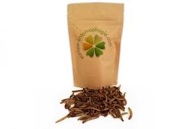 Vers De Farine Faite L Experience Des Insectes Comestibles