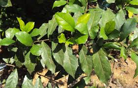 Image result for Streblus