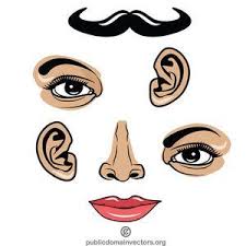 The human face is based on phi and golden ratio proportions. Publicdomainvectors Org Face Parts Free Clip Art Face Human Face