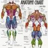 Muscles of the leg labeled. 1