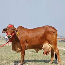 They are part of the zebu type of cattle which are well defined by these characters. Cattle Breeds In Pakistan Characteristics Dairy Solution Pvt Ltd