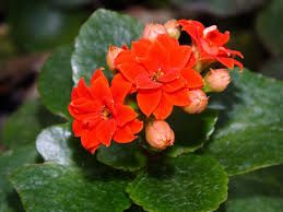 Image result for Kalanchoe blossfeldiana