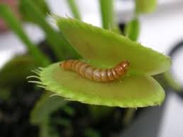 Science shows bugs use visual and chemical cues to identify the right food plants. Venus Fly Trap Insectivorous Plant Carnivorous Plants Insect Eating Plants