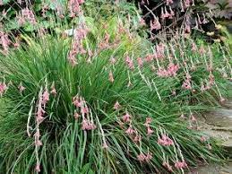 Hence, the succulent is a prevalent plant of choice in many dry climates. Additional Grasses Grasses Landscaping Perennials Angels Fishing Rods