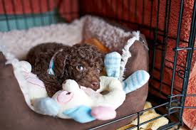 Check spelling or type a new query. Puppy Pees Poops In Crate What To Do If Puppy Goes Potty In Crate