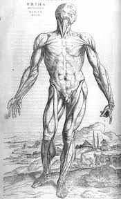 640 muscles l the muscles make up about 40 % of the body mass. Welcome To Ms Stephens Anatomy And Physiology And Environmental Science Class Website Anatomy And Physiology