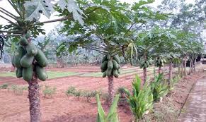 Jambu biji menjadi salah satu tanaman buah yang sempurna ditanam dalam pot. Panduan Teknis Budidaya Pepaya Alam Tani