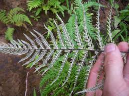 Image result for Pityrogramma aurantiaca