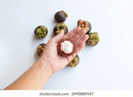 Image result for Garcinia kingaensis