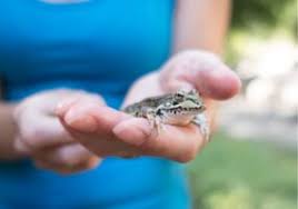 An Open Letter To Federal, State And Local Government Officials Regarding  Pets And COVID-19 Precautions