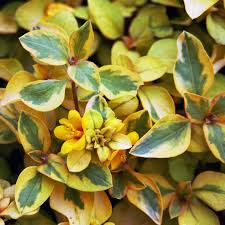 Image result for Lysimachia