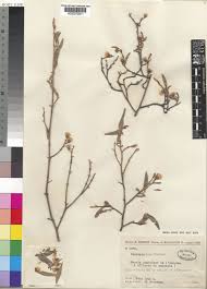 Image result for Distephanus divaricatus