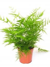 Image result for Pteris dentata