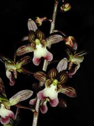 Image result for Oeceoclades