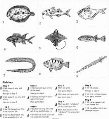 Dichotomous Key Worksheet Middle School Inspirational Dichotomouskey3 Science Know How In 2020 Science Worksheets Biology